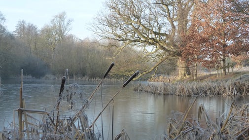 Frosty reeds sit in front of a frozen lake